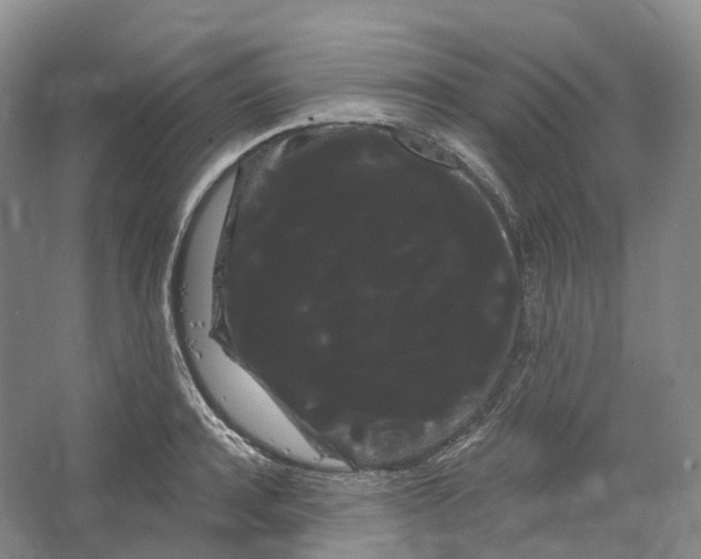 X0000066120944200603311532