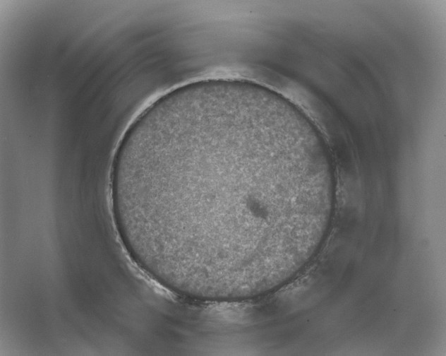 X0000066120950200603311532