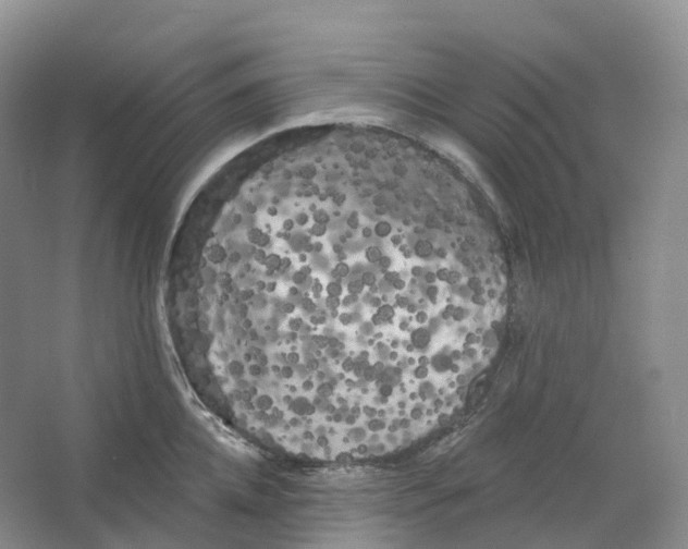 X0000066120952200603311532