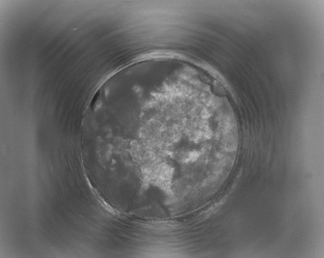 X0000066120953200603311532