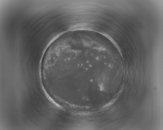 X0000066120957200603311532