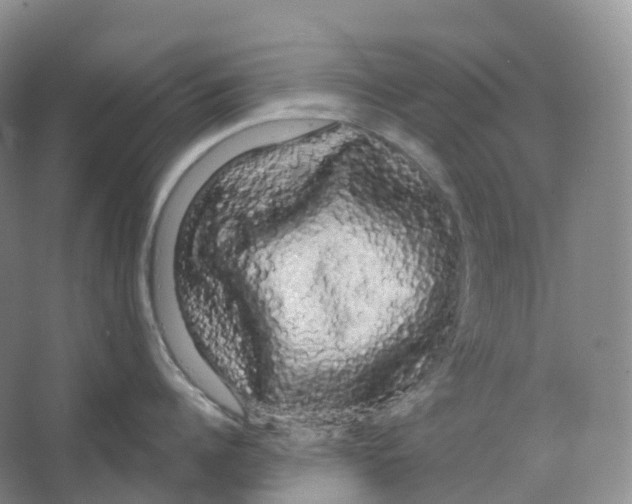 X0000066120960200603311532