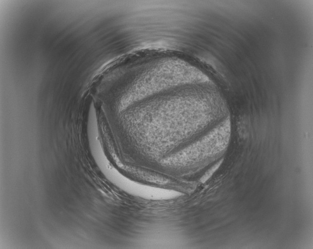 X0000066120968200603311531