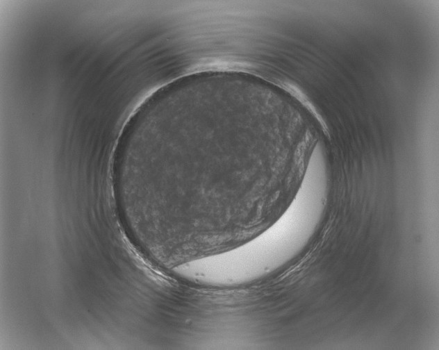 X0000066120972200603311531