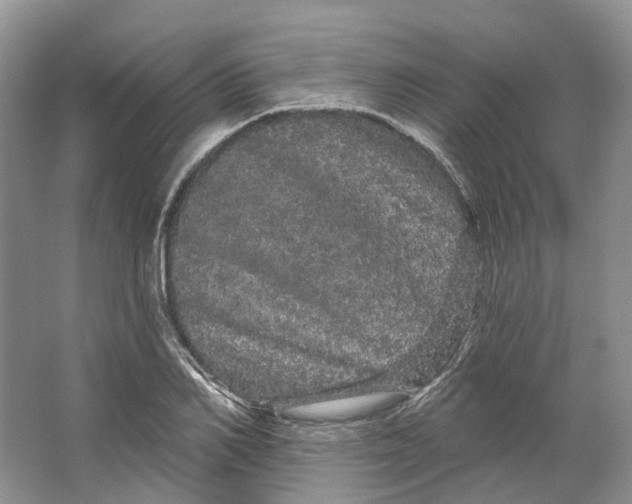 X0000066120982200603311531