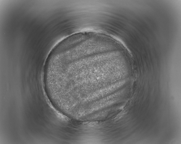 X0000066120991200603311531