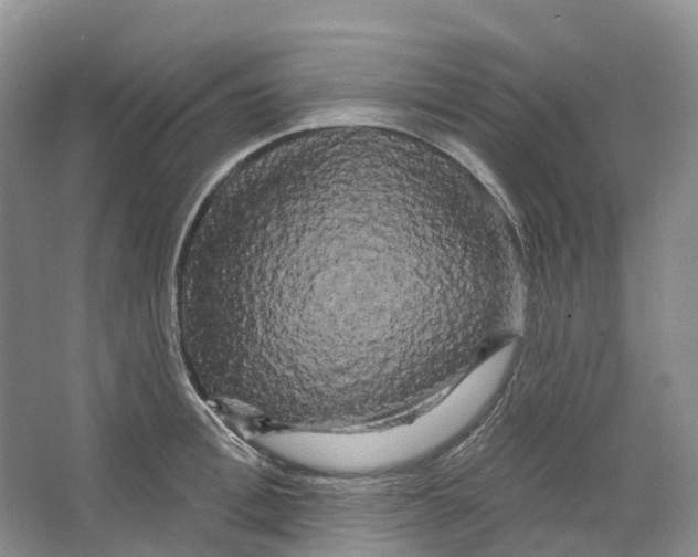 X0000066120996200603311531