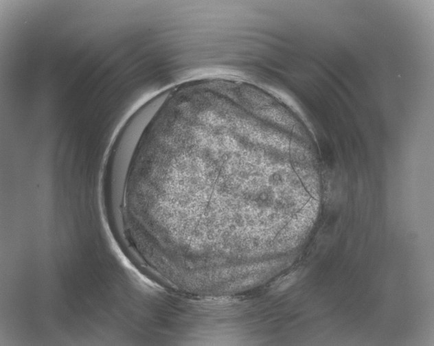 X0000066120999200603311531