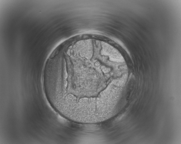 X0000066121007200603311531