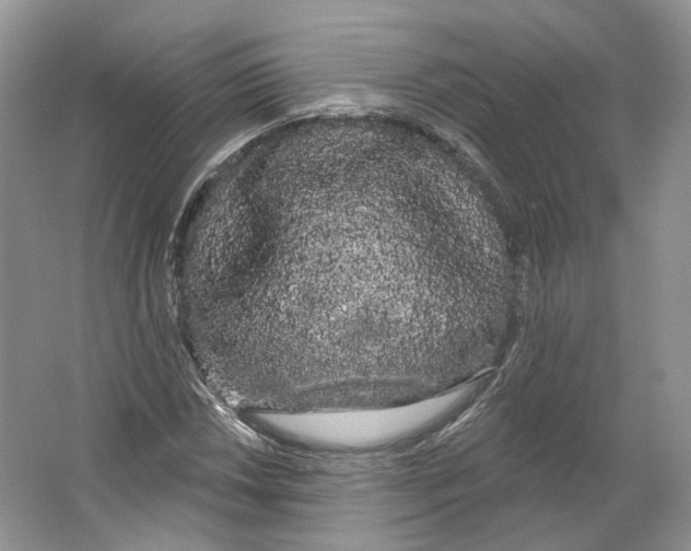 X0000066121018200603311530