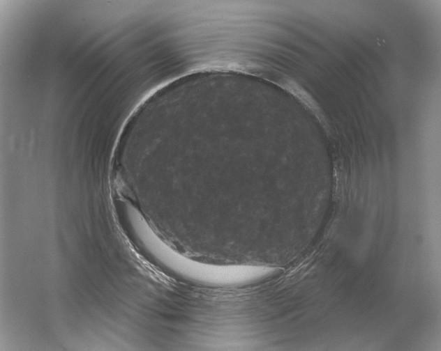 X0000066121020200603311530