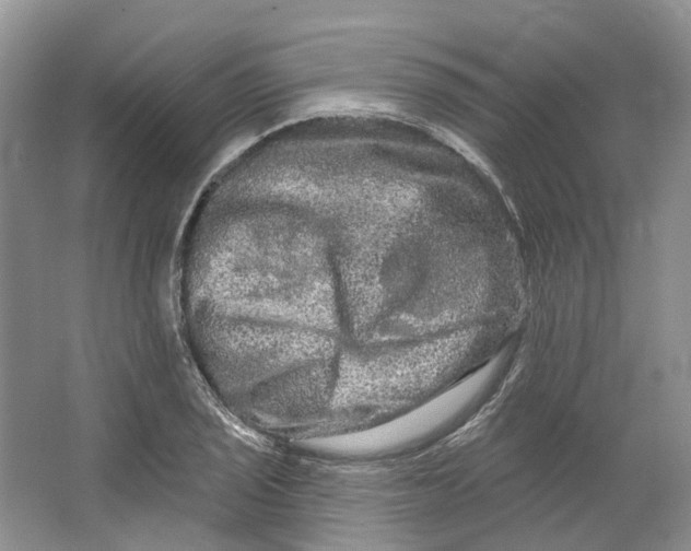 X0000066121029200603311530