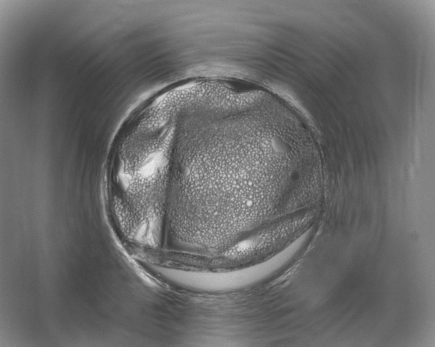 X0000066121040200603311530