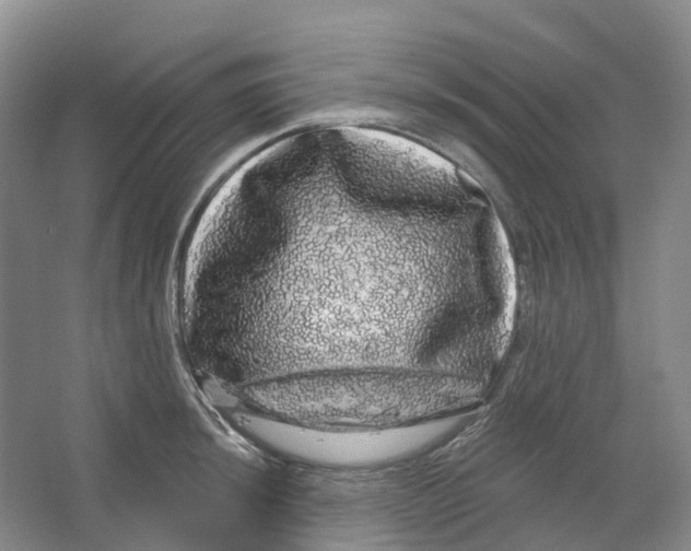 X0000066121044200603311530