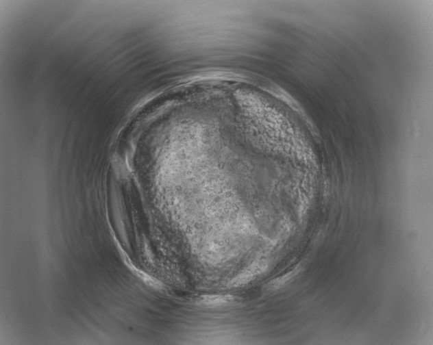 X0000066121049200603311530