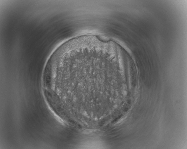 X0000066121056200603311531