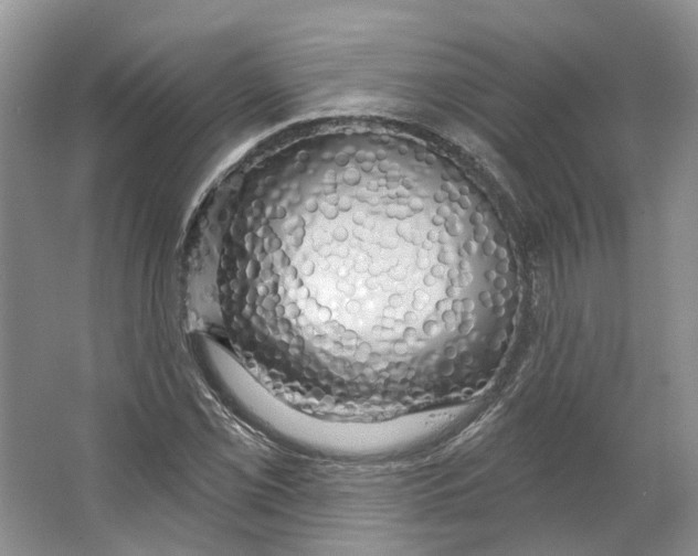 X0000066121069200603311530