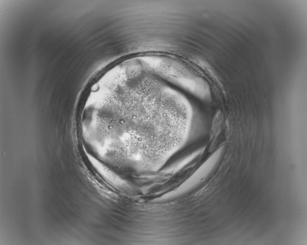 X0000066121072200603311529