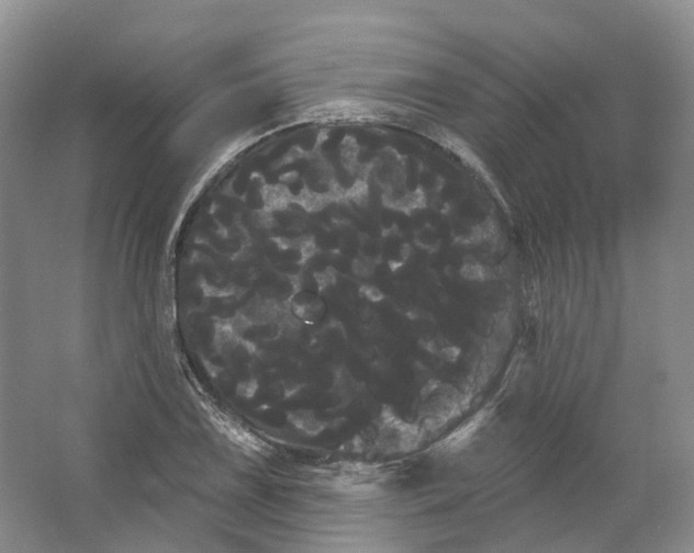 X0000066121075200603311529