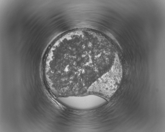 X0000066121076200603311529