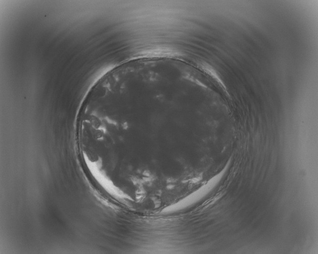 X0000066121087200603311529