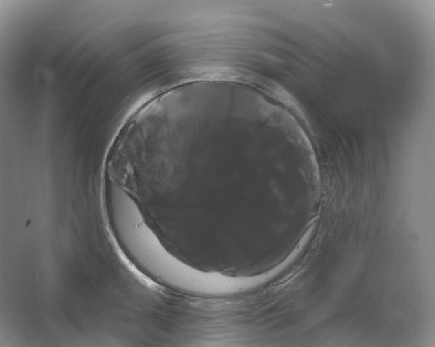 X0000066121095200603311529