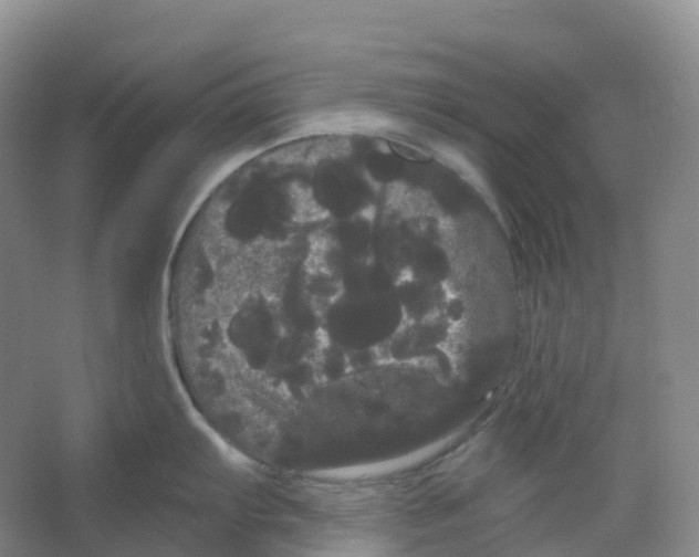 X0000066121103200603311529