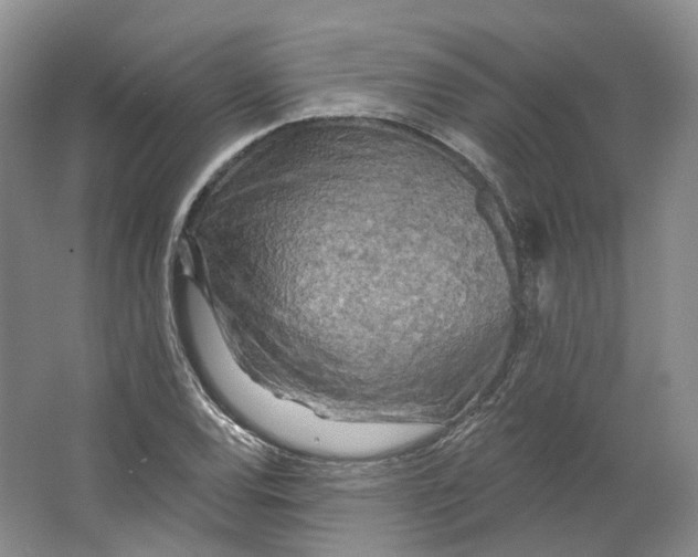 X0000066121120200603311528