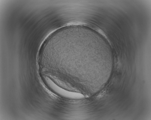 X0000066121124200603311528