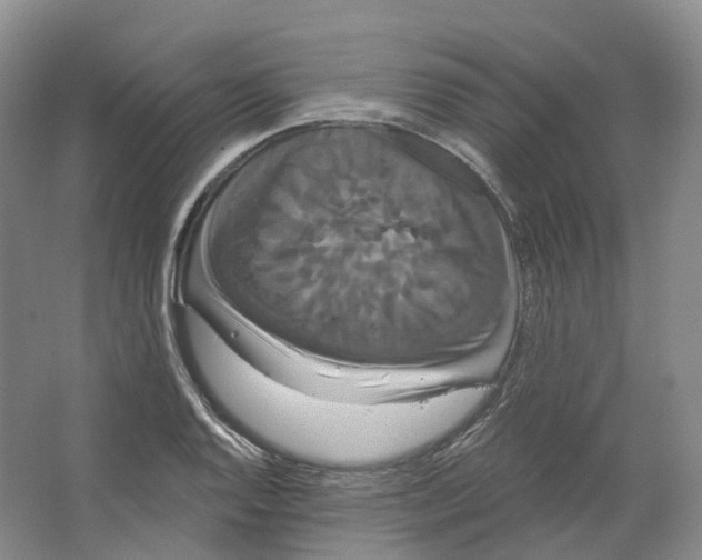 X0000066121128200603311529