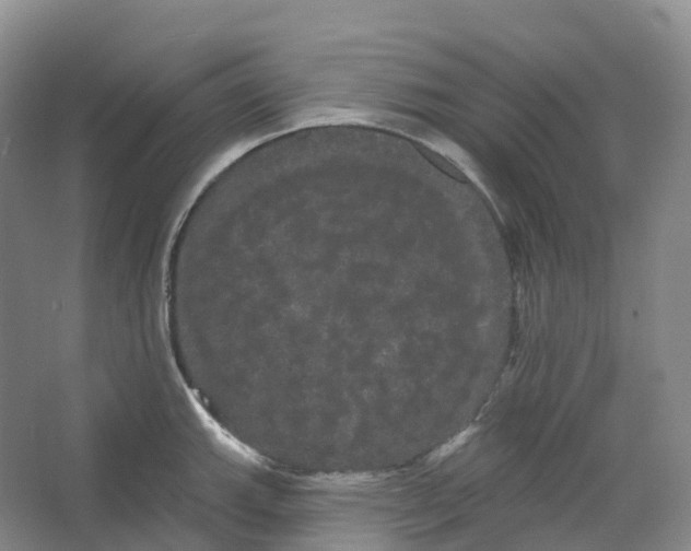 X0000066121143200603311529