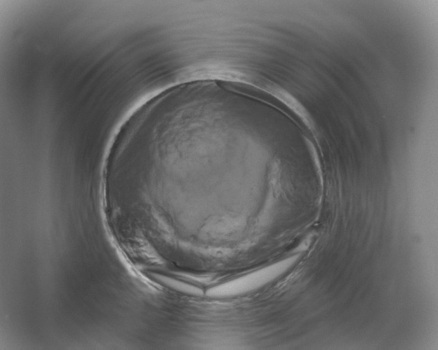 X0000066121144200603311529