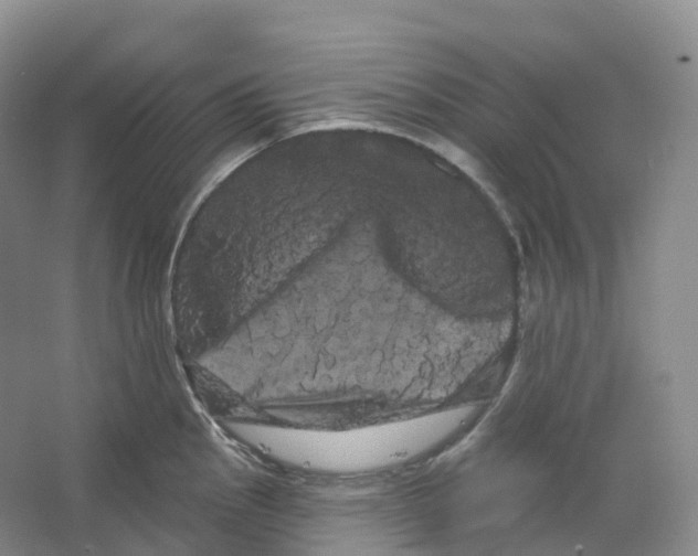 X0000066121145200603311529