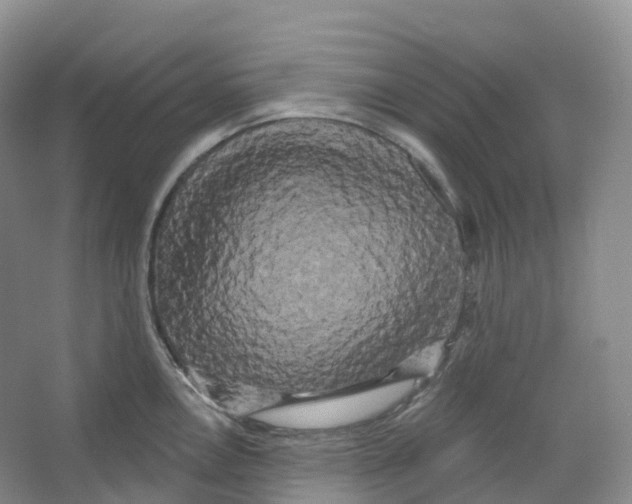 X0000066121146200603311529