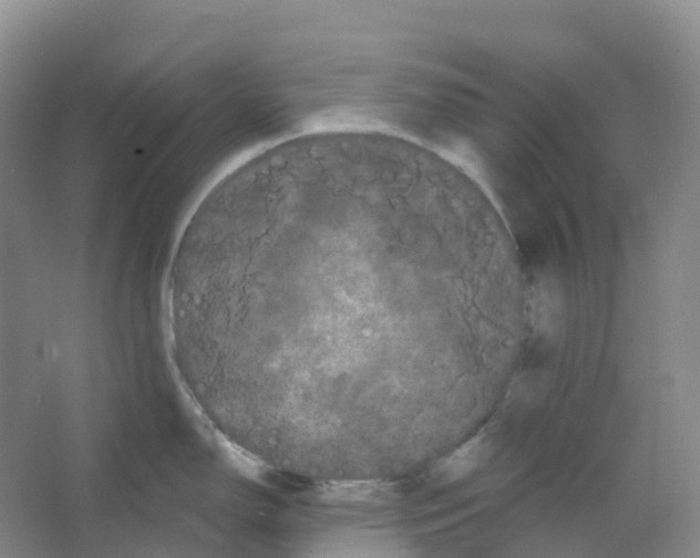 X0000066121150200603311529