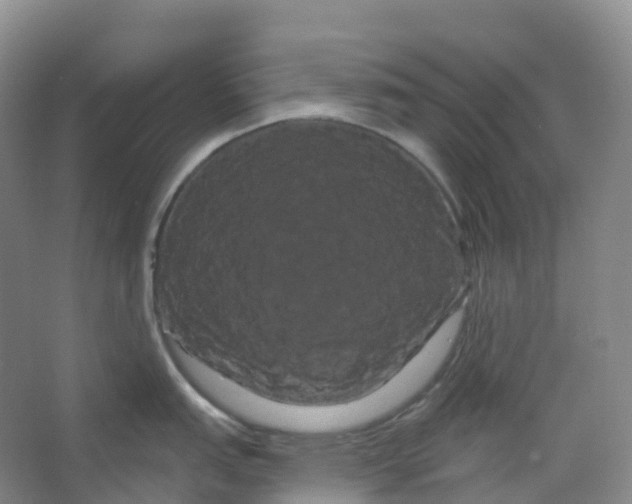 X0000066121151200603311529