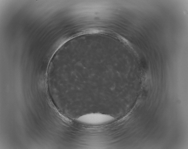 X0000066121178200603311528