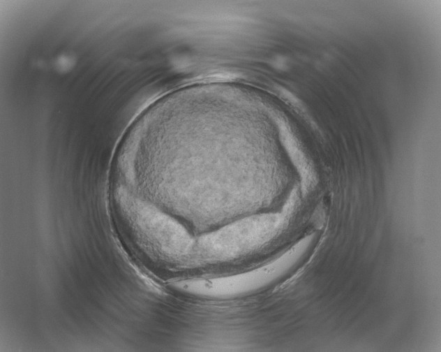 X0000066121186200603311528