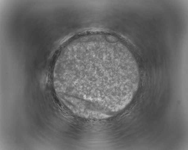 X0000066121207200603311527