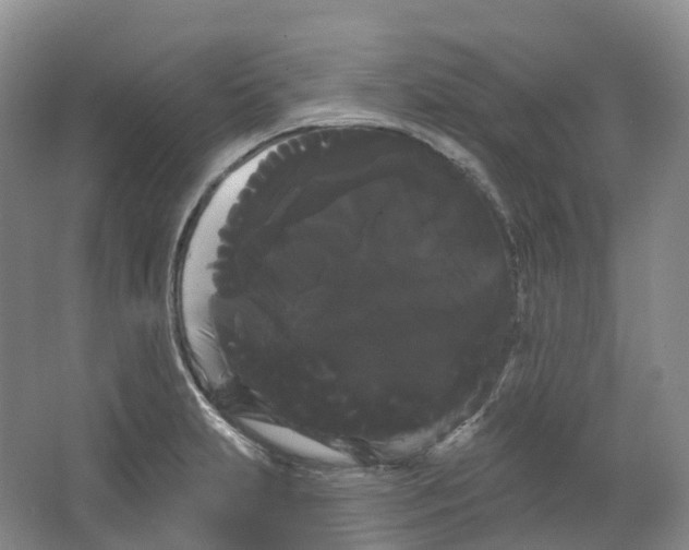 X0000066121231200603311527