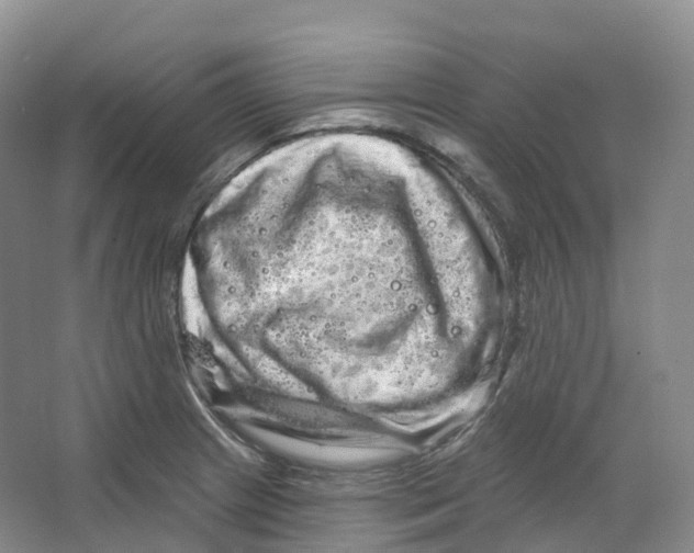 X0000066121233200603311527