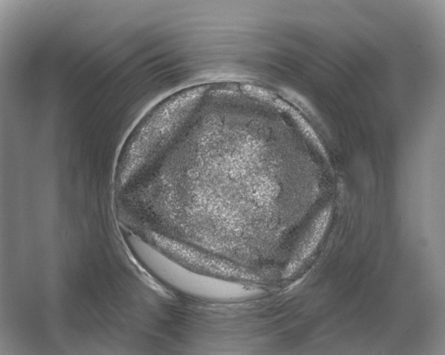 X0000066121236200603311527