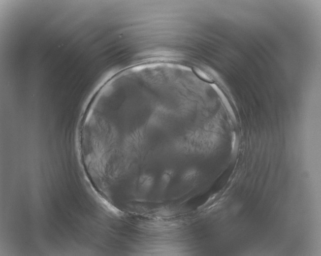 X0000066121243200603311527