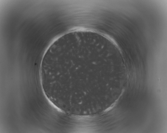 X0000066121247200603311527