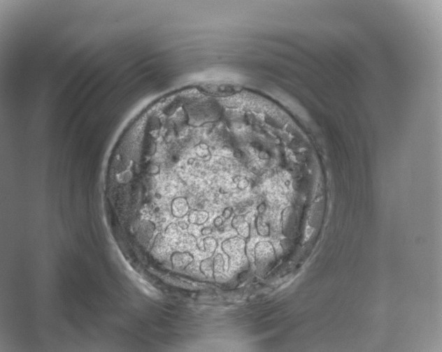 X0000066121248200603311527