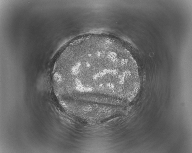 X0000066121256200603311526