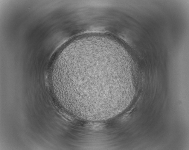 X0000066121258200603311526