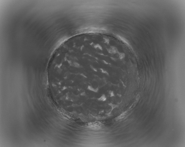 X0000066121267200603311526