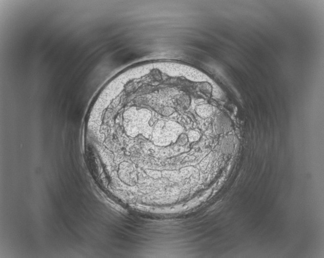 X0000066121276200603311526