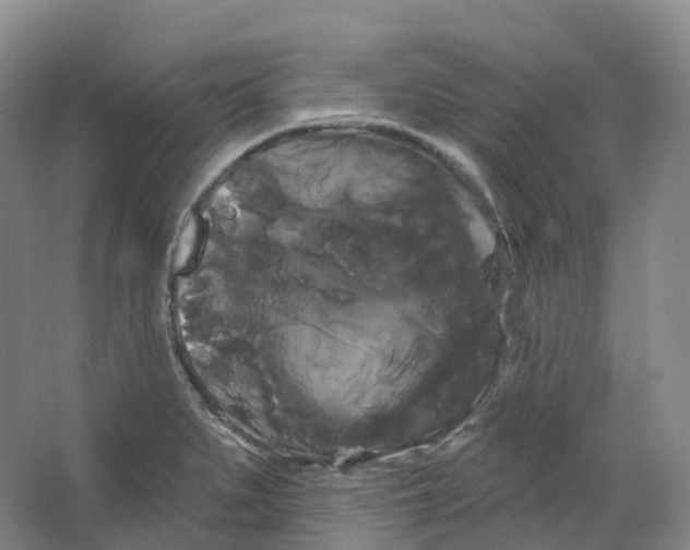 X0000066121279200603311526